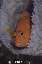 Coral grouper, Indonesia by Tom Carey 